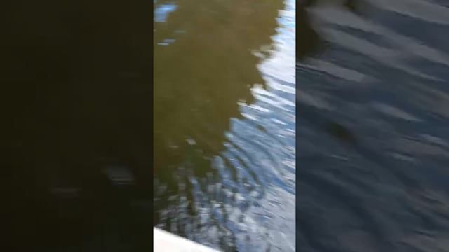 СПУСТИЛСЯ К ВОДЕ,ОПАСНОСТИ СЪЁМКИ ???ВАРШАВА, река Висла. смотреть онлайн
