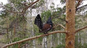 Как поёт глухарь