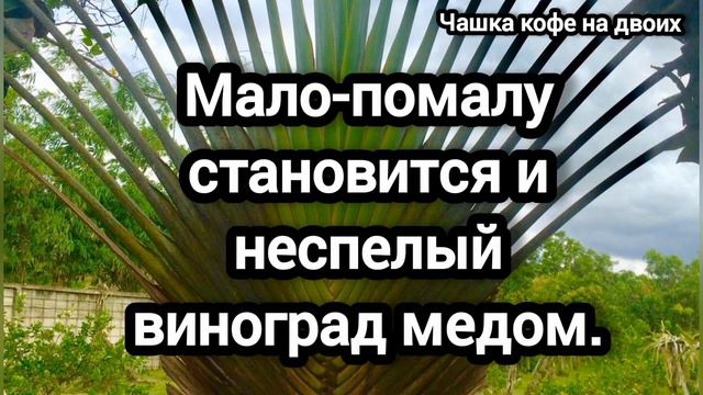 Мудрые пословицы монахов Святой Горы Афон. смотреть онлайн