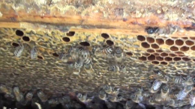 Приехал закормить пчёл, а им некуда...) смотреть онлайн