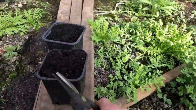 Весеннее черенкование метельчатой ГОРТЕНЗИИ. смотреть онлайн