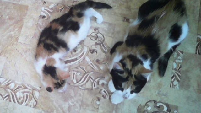 Счастливая история слепой кошечки Фени😻 The Happy Story of a Blind Cat смотреть онлайн