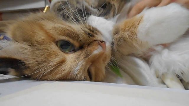 Лапки в белых башмачках:) Кошка Подушка. смотреть онлайн