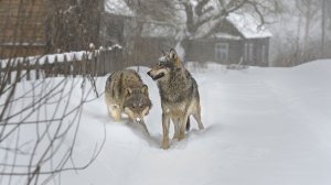 Стая волков держит в страхе жителей якутского поселка. Хищники уничтожили уже десятки голов скота