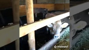 #чисто#шведский порода продажа 128 голов толка оптм  тёлок+79220355557 цена 75 т за голову