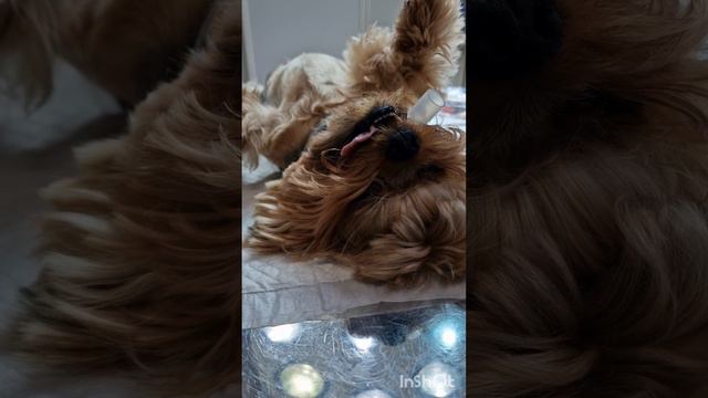 Мочекаменная болезнь у собаки. (13🙏)@zoovetdoctor  #Zoovetdoctor #ушаковдмитрий #УшаковДмитрий смотреть онлайн