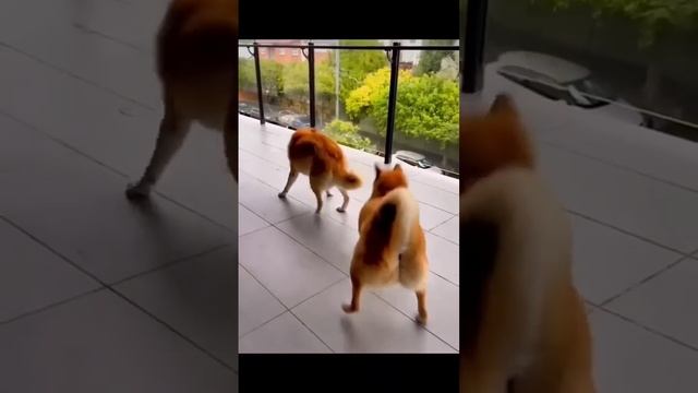 Кот, собака и енот, вот же ска Новый Год) смотреть онлайн