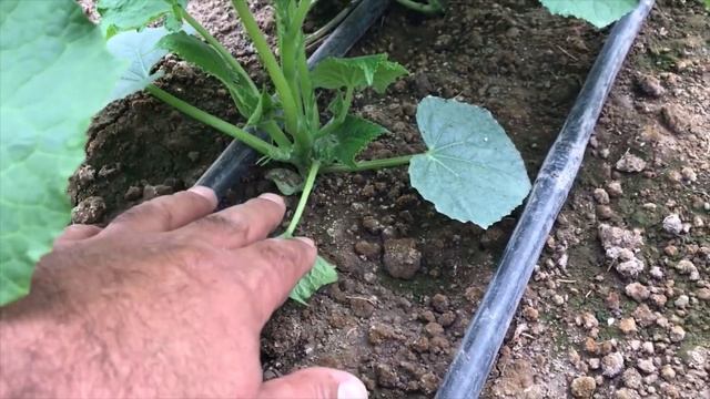 Silor Hıyar üretimi Yapılan Küçük Çaplı Seraların Durumu