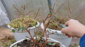 Как подготовить ФУКСИЮ к хранению? Способы зимовки фуксии