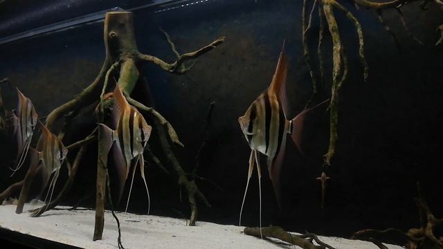 AMAZING ANGELFIGH AQUASCAPE PTEROPHYLLUM ALTUM BIOTOPE AQUARIUM NATURE TANK RIO ORINOCO AMAZON смотреть онлайн