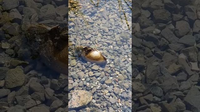 Моллюск Перловица обживается в домашнем пруду смотреть онлайн