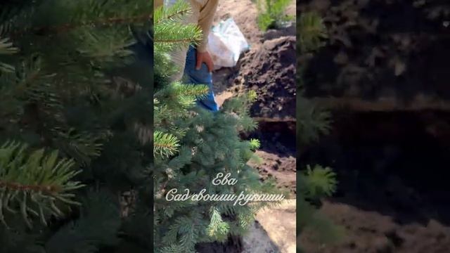 ✅КАК ПЕРЕСАДИТЬ БОЛЬШИЕ РАСТЕНИЯ‼️100% приживаемость с открытой корневой. Сажала в жару +36 в тени. смотреть онлайн