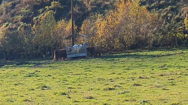 Fanny Farm.Веселая ферма.Убегала от свиньи и много других животных