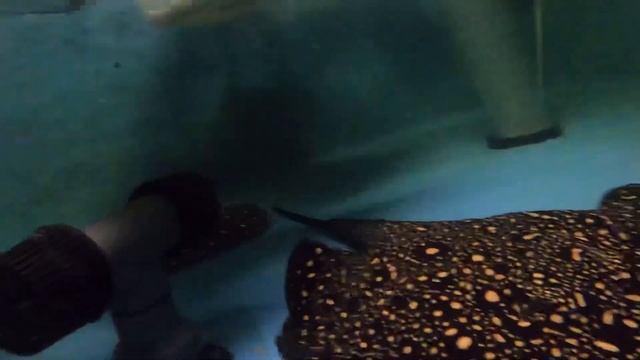 Potamotrygon Hybrids with special albino and panda genetics смотреть онлайн