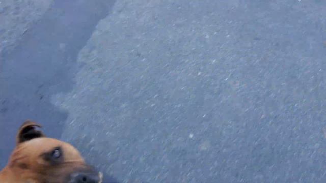 STAFFORDSHIRE BULL TERRIER playing смотреть онлайн