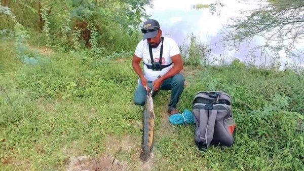 Fishing videos | Wallago Attu catfish catching | Big murral fish hunting | Fishing