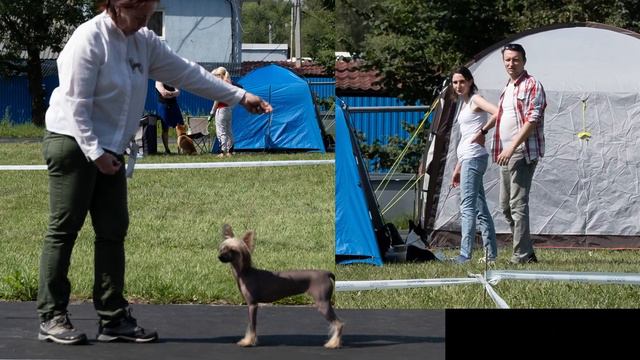 Chinese Crested Dog. Тула 20 08 2023 Выставка собак пород 9-й группы ранга САС+speciality смотреть онлайн