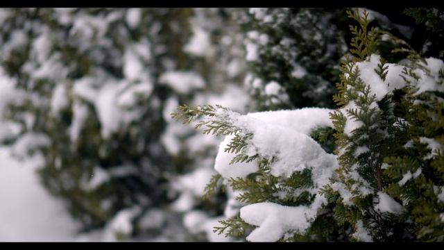 СНЕГ НА ДЕРЕВЬЯХ | РАССЛАБЯЮЩИЙ СНЕГ | SNOW ON TREES | RELAXING SNOW смотреть онлайн