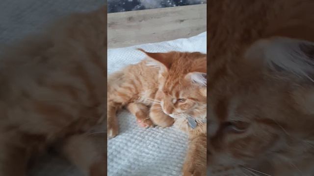 МЕЙН КУН В 5 МЕСЯЦЕВ.🧡#mainecoon #сat #animal