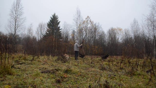 реальная жизнь. психотип собаки смотреть онлайн