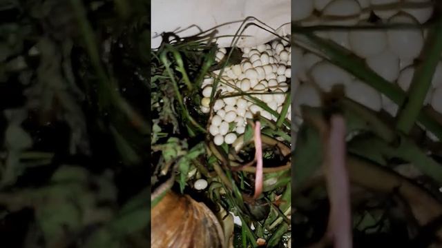 АХАТИНЫ УЛИТКИ. НОВОЕ ПОПОЛНЕНИЕ 200 - 300 ЯИЦ В ИХ ДОМИКЕ. ПРОГУЛКА АХАТИНОК УЛИТОК. 🐛🐌🐌🐌 смотреть онлайн