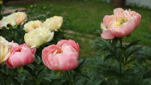 Коралловые пионы смотреть онлайн