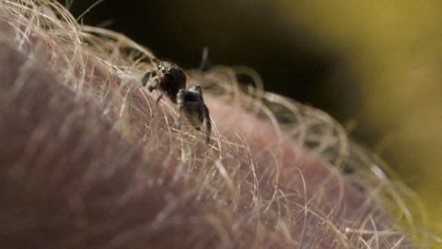 Паук-скакун в руке. Jumping spider (Salticidae) in the hand. смотреть онлайн