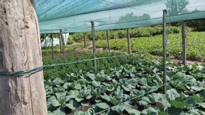 Затеняющая сетка спасает огород 2021...