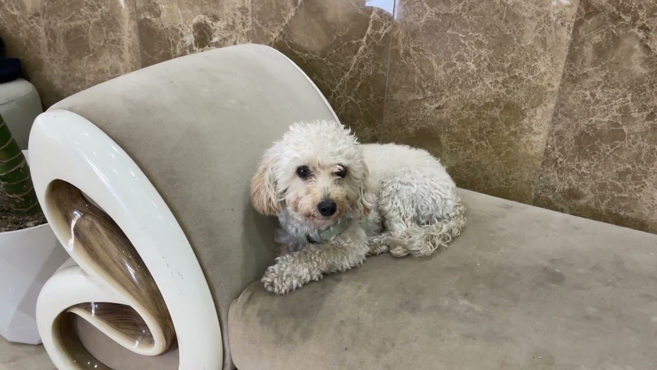 Grand Atakum BoutIque Hotel Mahmutlu. Отель на одну ночь. отель возле Самсуна, на ночь. смотреть онлайн