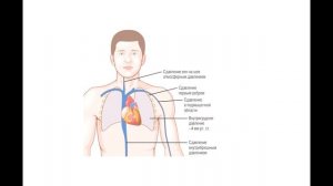 Лекция 6. Кровеносная система. Нормальная физиология.