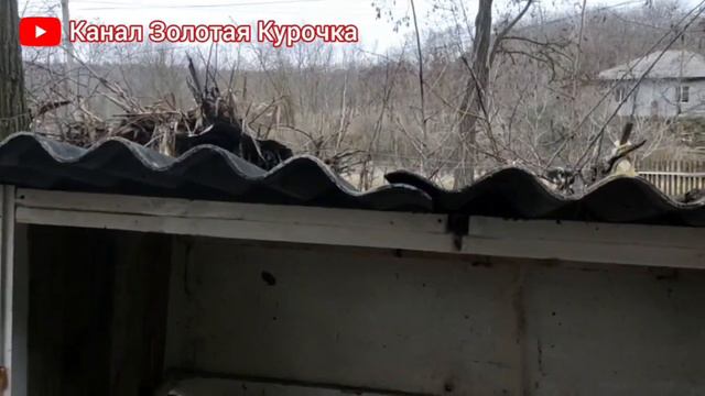 Утки куры и кролики, обзор не большого хозяйства . смотреть онлайн