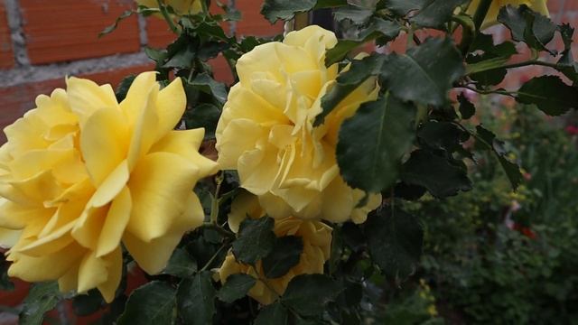 Rimosa Cl. - Meilland 1991 - MEIgronurisar - - roses - rosiers - rosas - розы - Gold Bunny Cl. смотреть онлайн