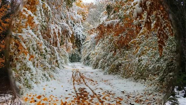 ОСЕНЬ ЗОЛОТАЯ ,НО ГРУСТНАЯ. смотреть онлайн