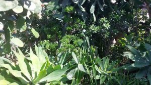 Лос Анжелес сегодня, частные домики, погода- сказка