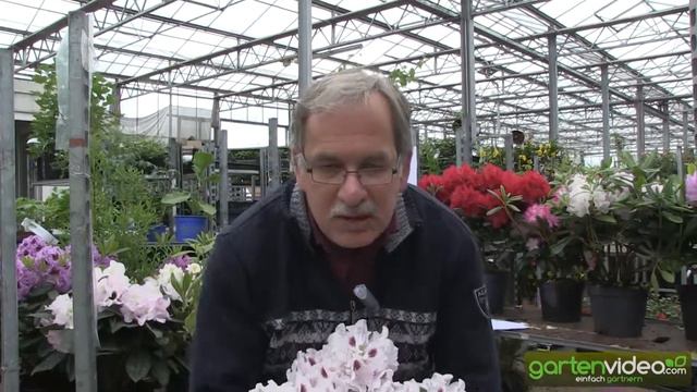 Rhododendron Hybride Calsap смотреть онлайн