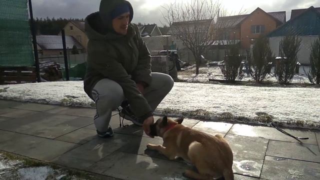 278. Начальная дрессировка щенка бельгийской овчарки малинуа Дарси /сетричка Прайма смотреть онлайн