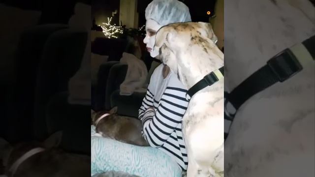 Смешное видео с животными. смотреть онлайн