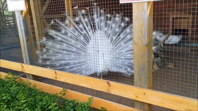 Ярославский зоопарк смотреть онлайн