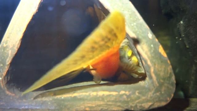 Анциструс Красный Ancistrus Sp 