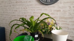 Папоротник асплениум, пересадка. Часть 1. Комнатные растения.