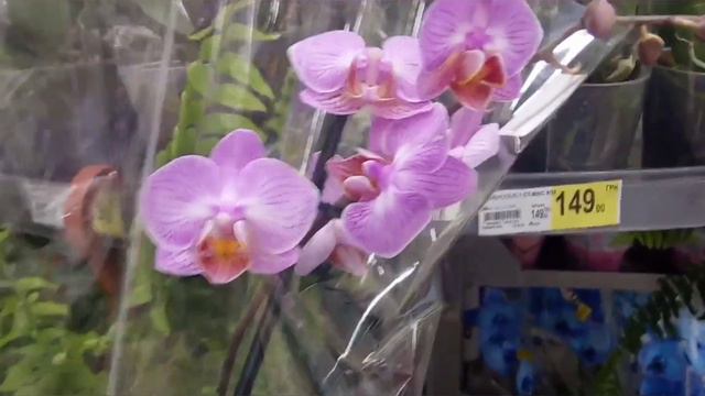 НОВЫЙ завоз МИНИ ОРХИДЕЙ и МУЛЬТИФЛОРОК в АШАН СОЛНЕЧНАЯ ГАЛЕРЕЯ 😊 смотреть онлайн