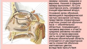 физиология вкусового и обонятельного анализатора