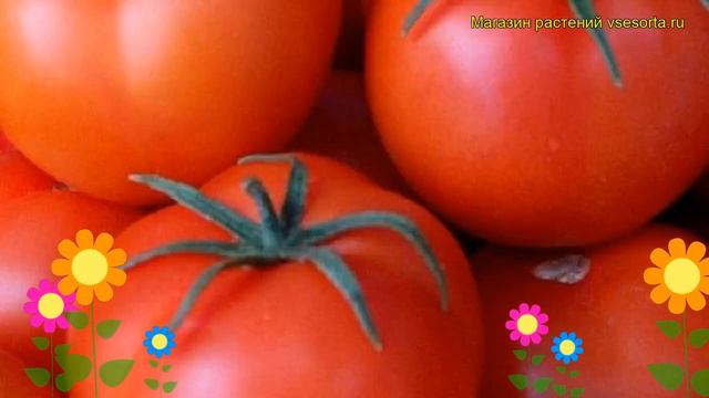 Томат обыкновенный Очарование. Краткий обзор, описание характеристик, где купить семена смотреть онлайн