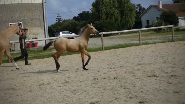 Lucciana HDN (BUSH VD HEFFINCK x ERUDIT) filly смотреть онлайн
