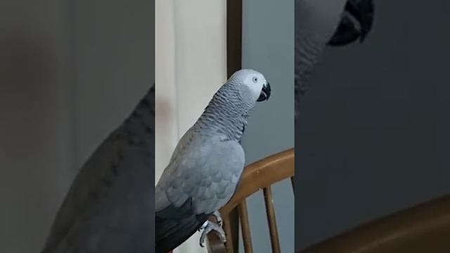 мама-хама красивая! смотреть онлайн