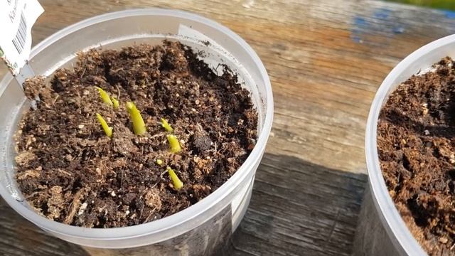 Калла. Посадка каллы в горшки