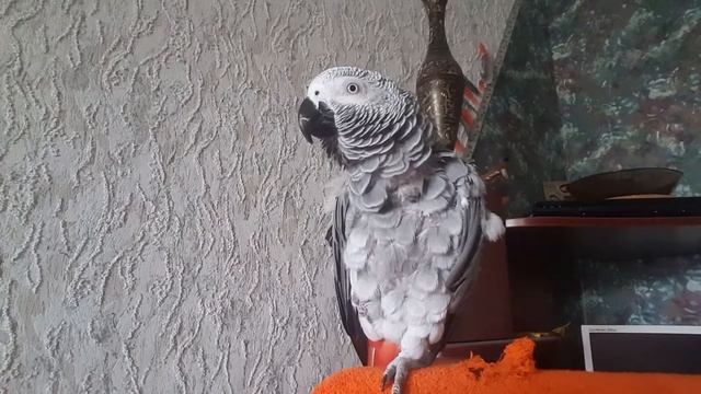 Попугай жако. "Свободу попугаям!!!" смотреть онлайн