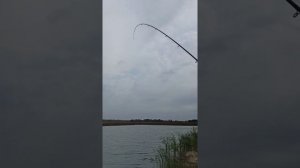 Едем на платную рыбалку в белый Амур. Рыбалка карпа и сазан на 5кг в Ульяновске.