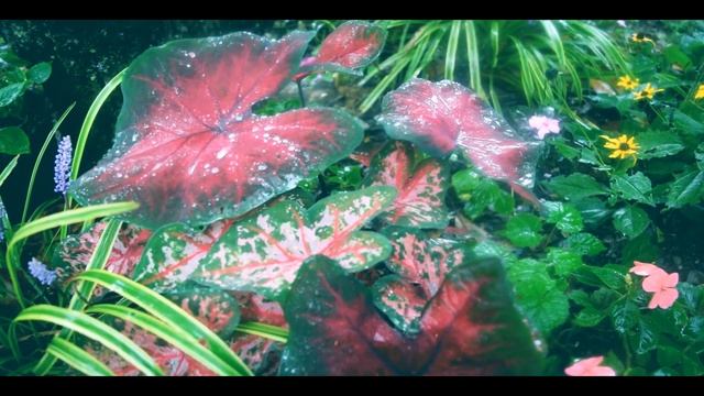 CHOPIN in the rain ? Mazurka Op.17 No.2 in E minor смотреть онлайн