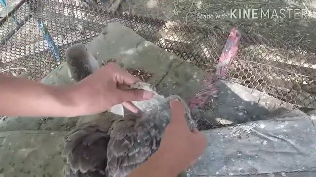 Что делать Если гусь Вертолёт смотреть онлайн